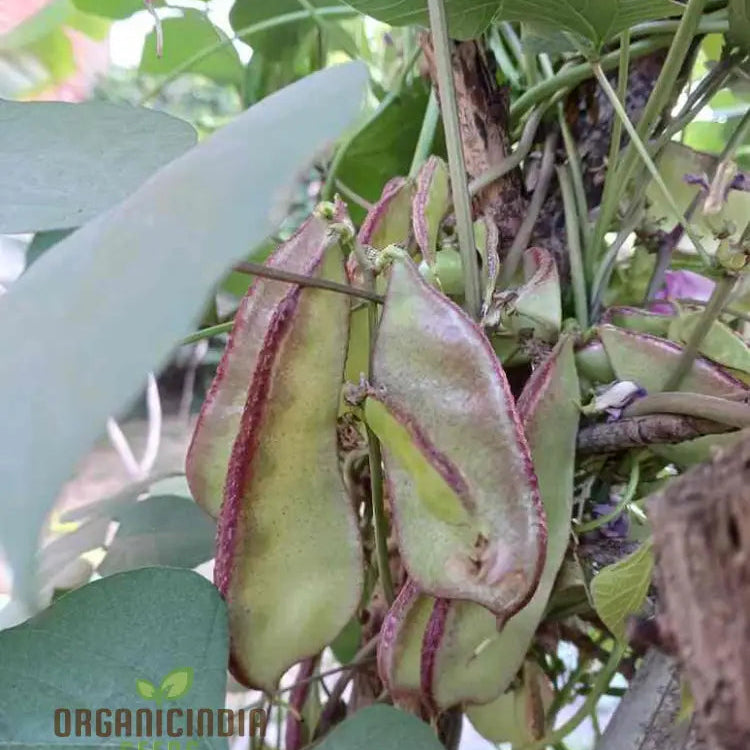 Mature Red Broad Dolichos Vine Producing Seeds