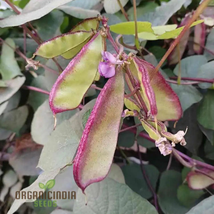 Dolichos Red Broad Seeds - Premium Quality For Planting And Growing Beautiful Vines In Your Garden