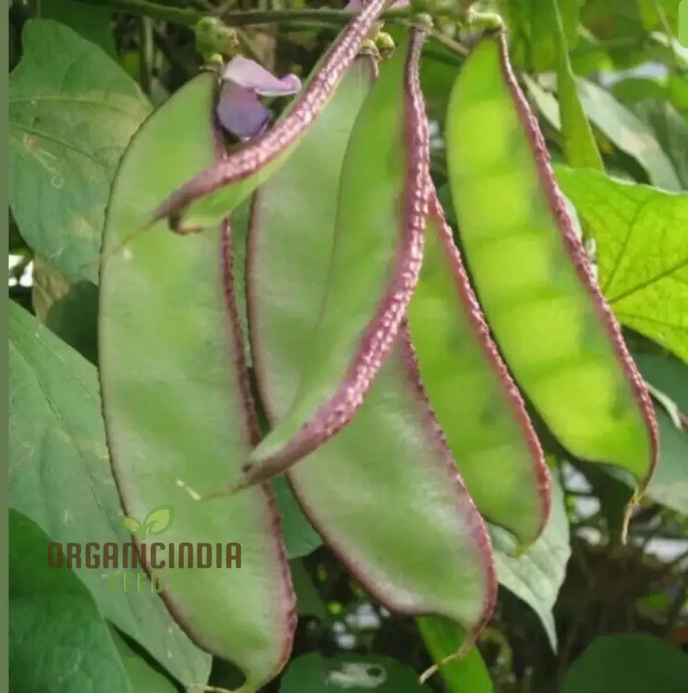 Red Broad Dolichos Climbing on Trellis, Garden Vine