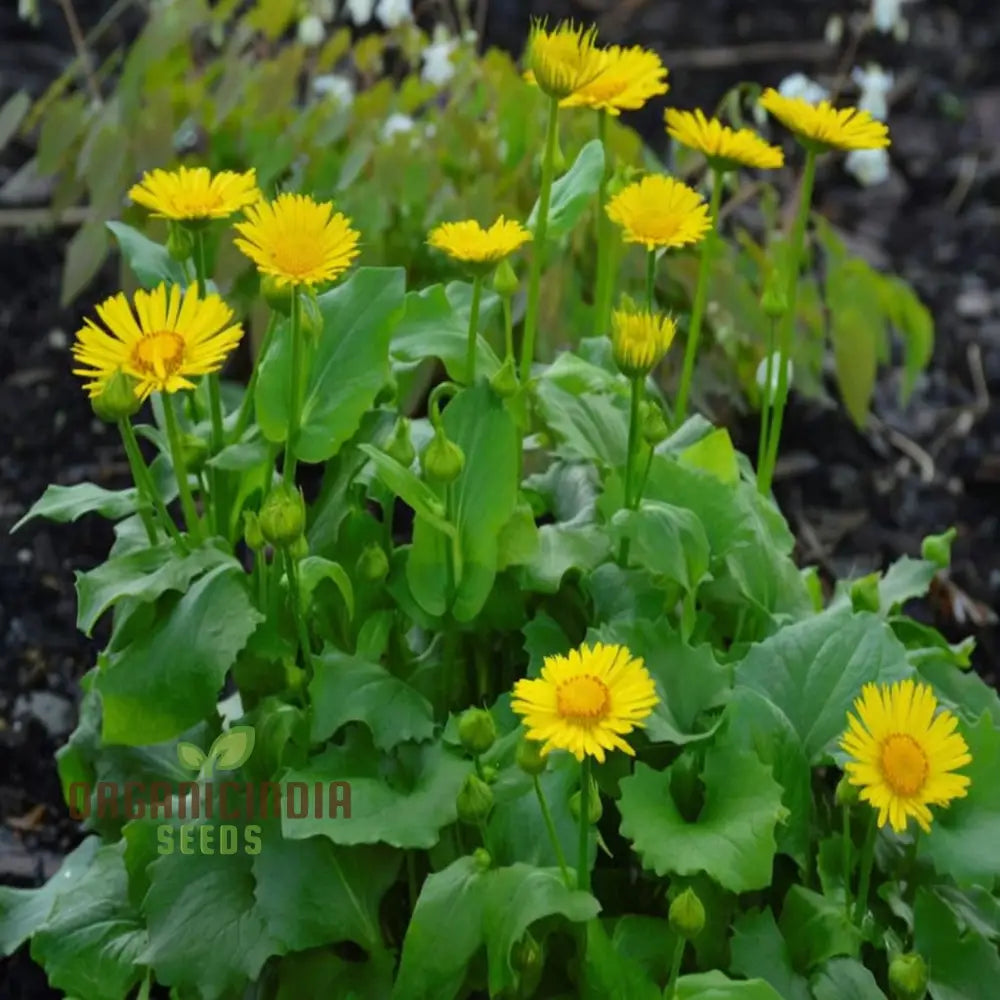Doronicum Flower Seeds â€“ Elevate Your Gardening Experience With Radiant Long-Lasting Flowers Seeds