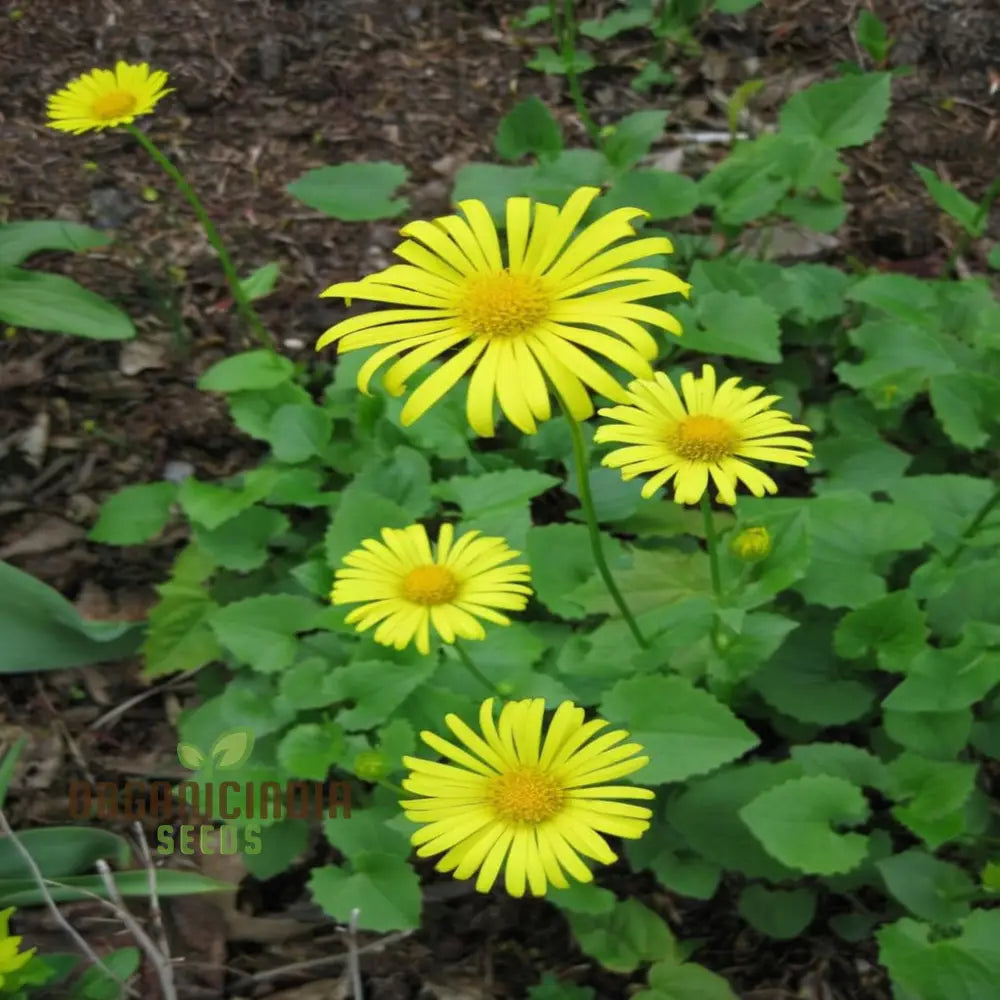 Doronicum Flower Seeds â€“ Elevate Your Gardening Experience With Radiant Long-Lasting Flowers Seeds