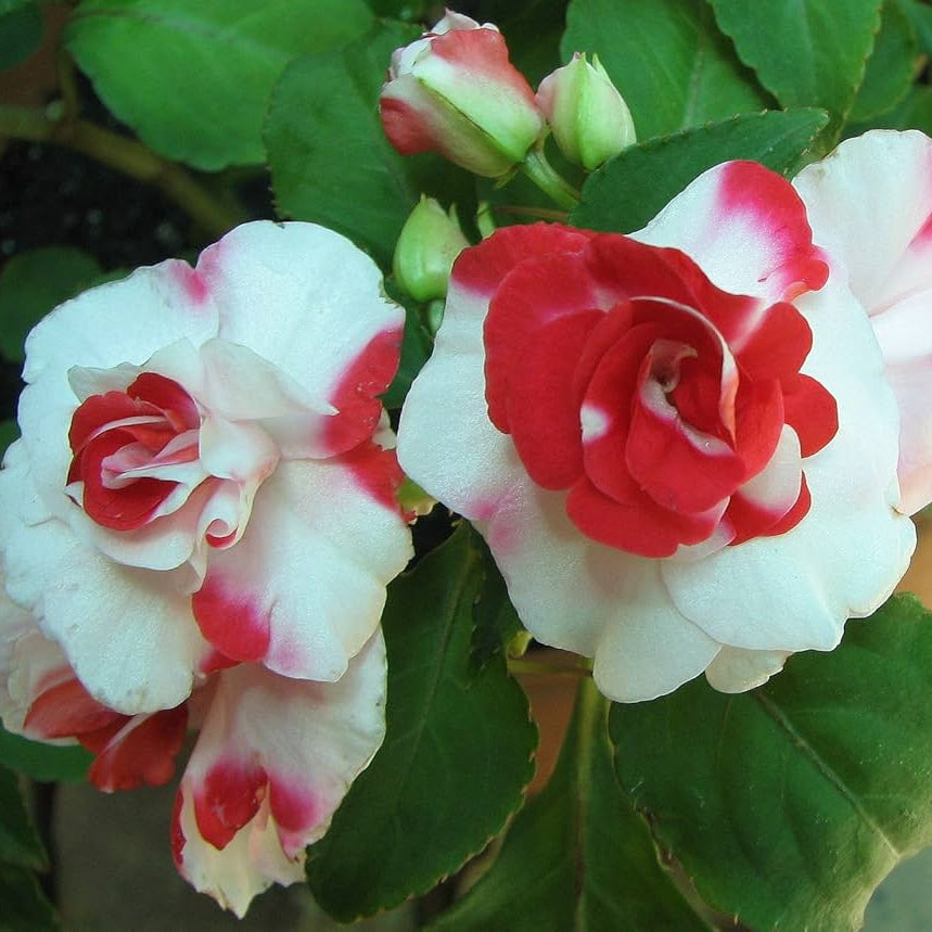 Double Camellia Impatiens seeds for planting