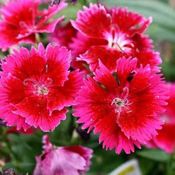 Double-Flowered Pink Dianthus Seeds for Landscaping