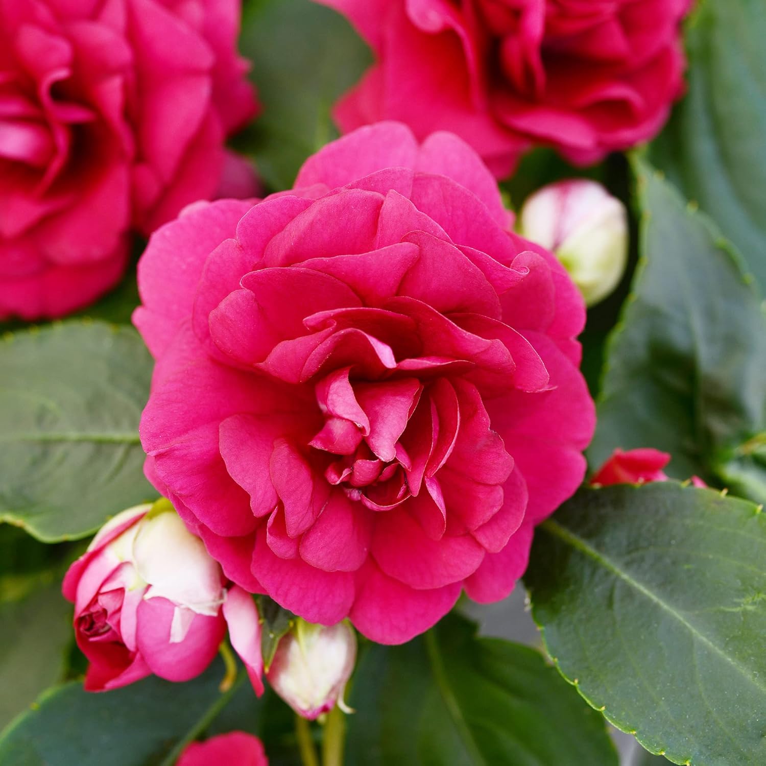 Double Impatiens seeds for planting