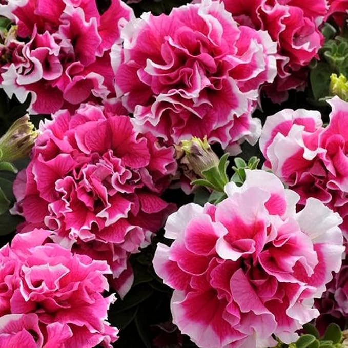 Double Petal Petunia Seeds Light Violet Multi Flowered Variety