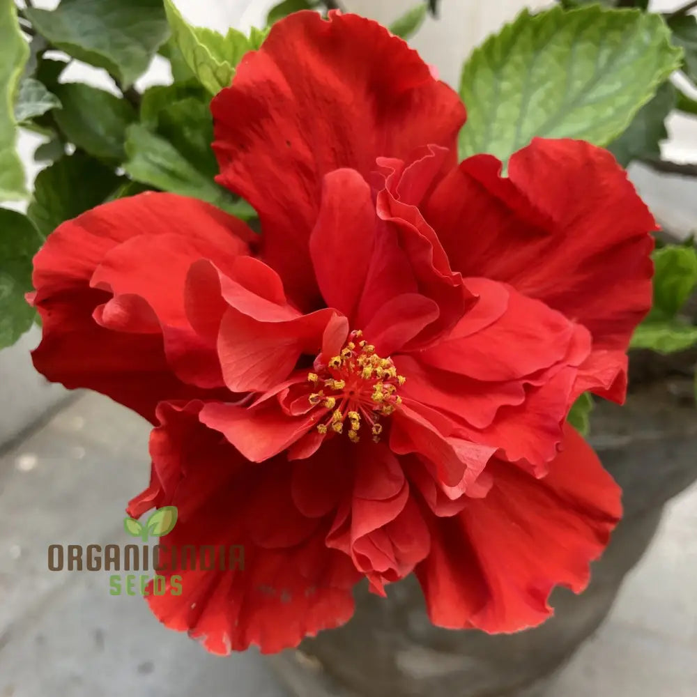 Double red hibiscus seeds vibrant blooms for gardens