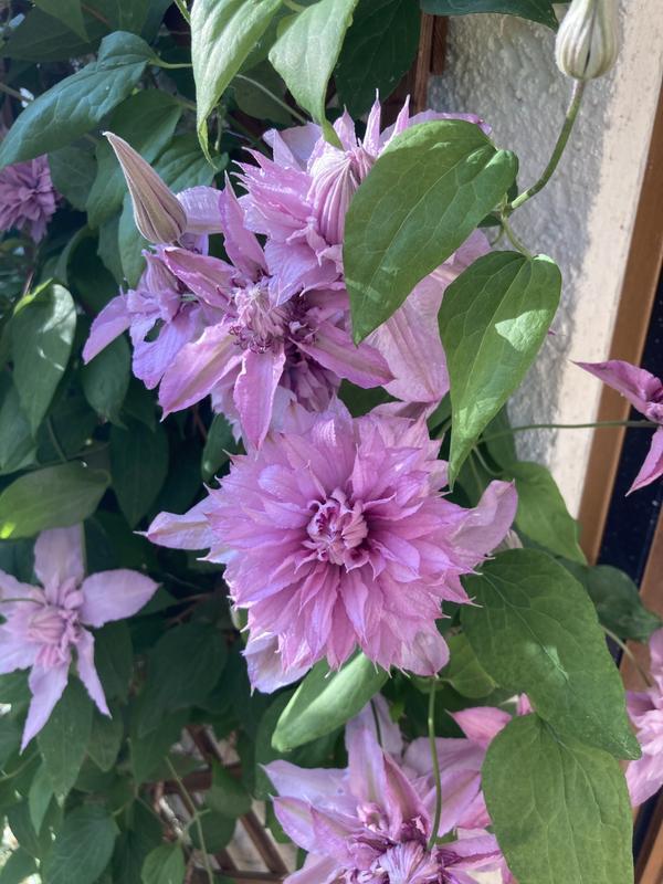Double White Pink Clematis Flower Seeds for Garden Planting