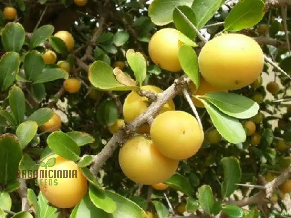 Semi di frutto Dovyalis Caffra per piantare, coltivare sapore esotico e nutrizione