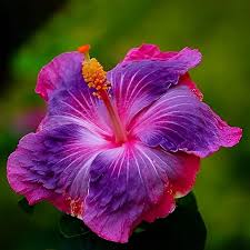 Blue Pink Purple Hibiscus Seeds  Perennial, Deer Resistant, Attracts Butterflies And Hummingbirds, Low Maintenance for Beds, Borders, Patio, Containers