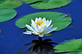 Water Lily Seeds for planting– Ideal for Ponds and Water Features