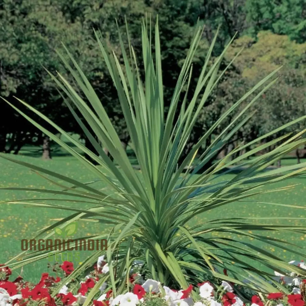 Dracaena Spike Annual Flower Seeds - Dramatic Foliage For Stunning Garden Accents Plant