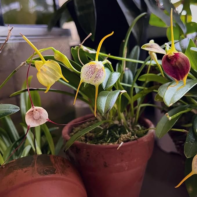 Dracula simia Monkey Orchid seeds