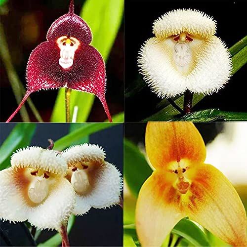 Dracula simia orchid flower seeds