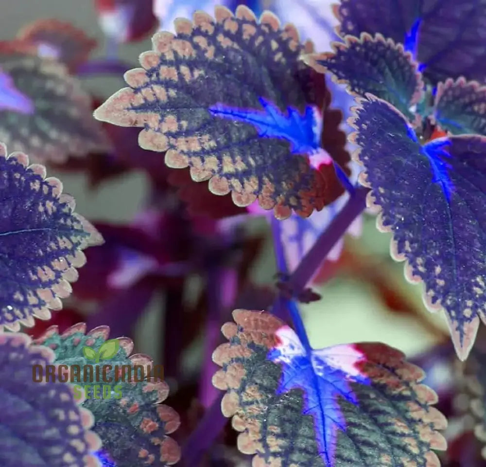 Dragon Coleus Plant Seeds Blue Vibrant Blue Foliage Easy To Grow Unique ...