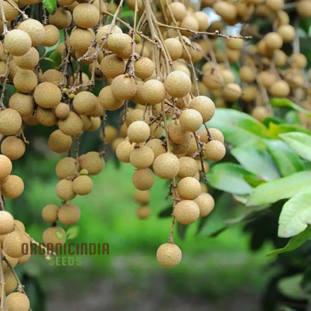 Dragon’s Eye Tree Seeds for Planting – Grow Exotic Longan Trees
