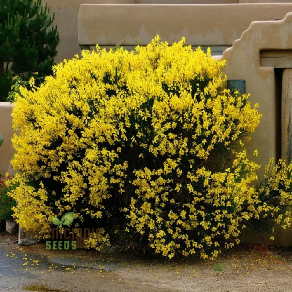 Spanish Broom Growing in Drought-Friendly Garden