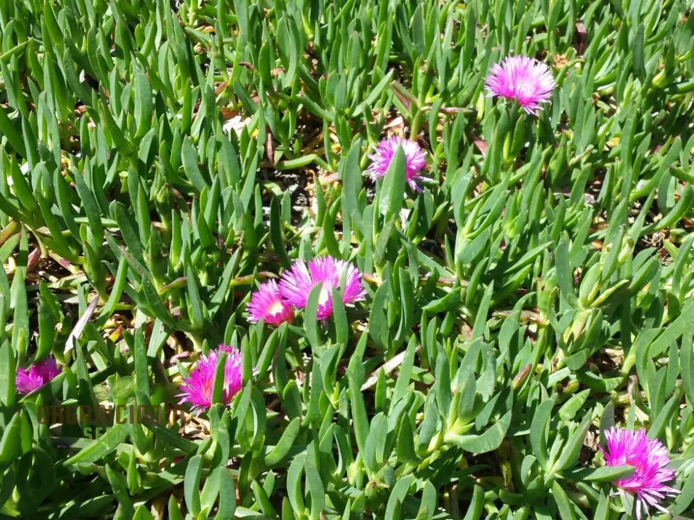 Drought tolerant carpobrotus seeds low maintenance plants
