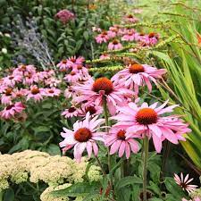 Drought-Tolerant Purple Coneflower Seeds for Landscaping
