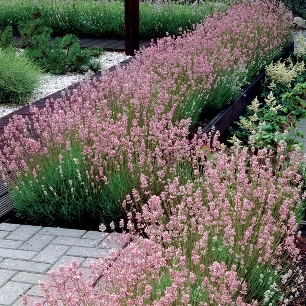 Drought Tolerant Rose Pink Lavender Seeds for Sunny Gardens