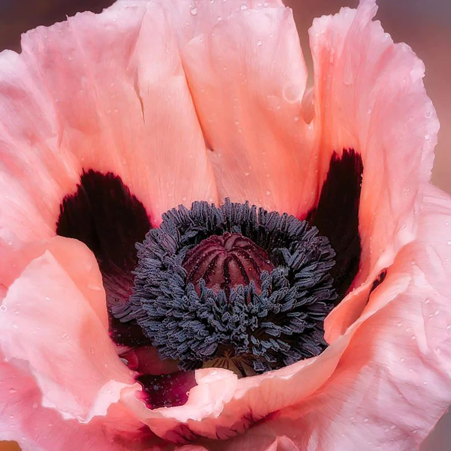 Drought tolerant Oriental Poppy seeds
