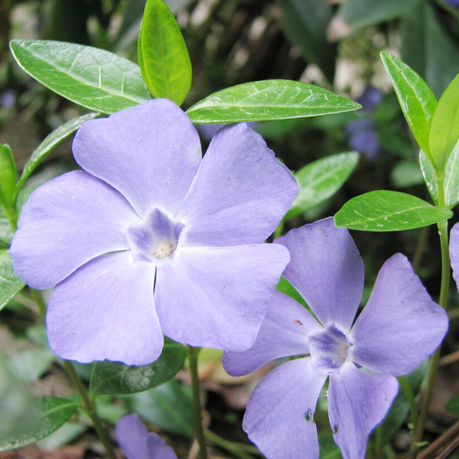 Drought tolerant periwinkle outdoor plants
