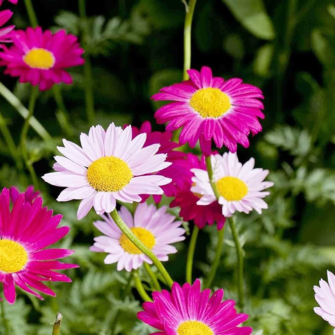 Drought-tolerant Pyrethrum Daisy seeds