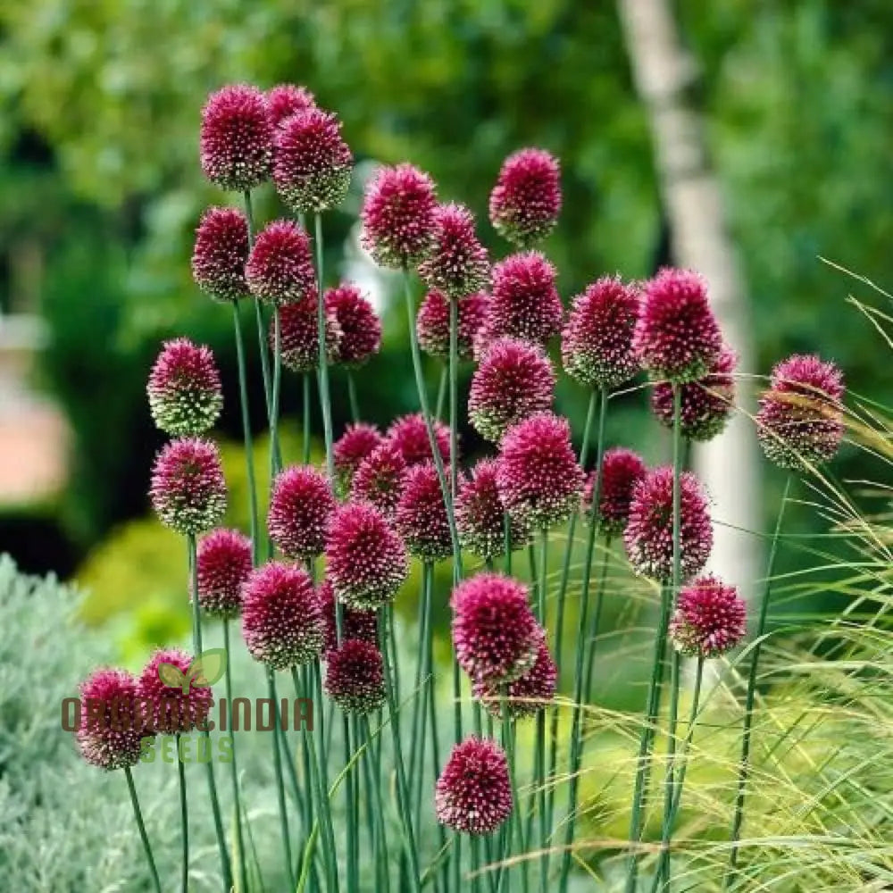 Drumstick Allium Flowers for Cut Flower Arrangements