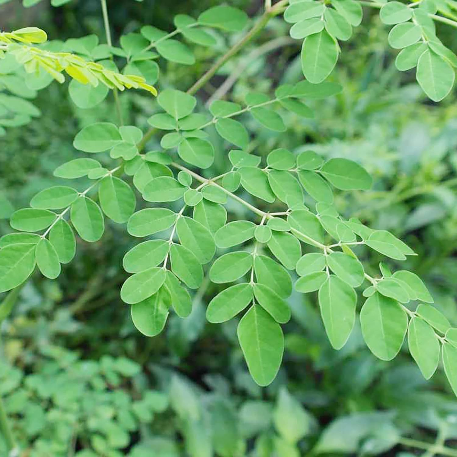 Drumstick Tree Moringa Seeds for Planting and Gardening