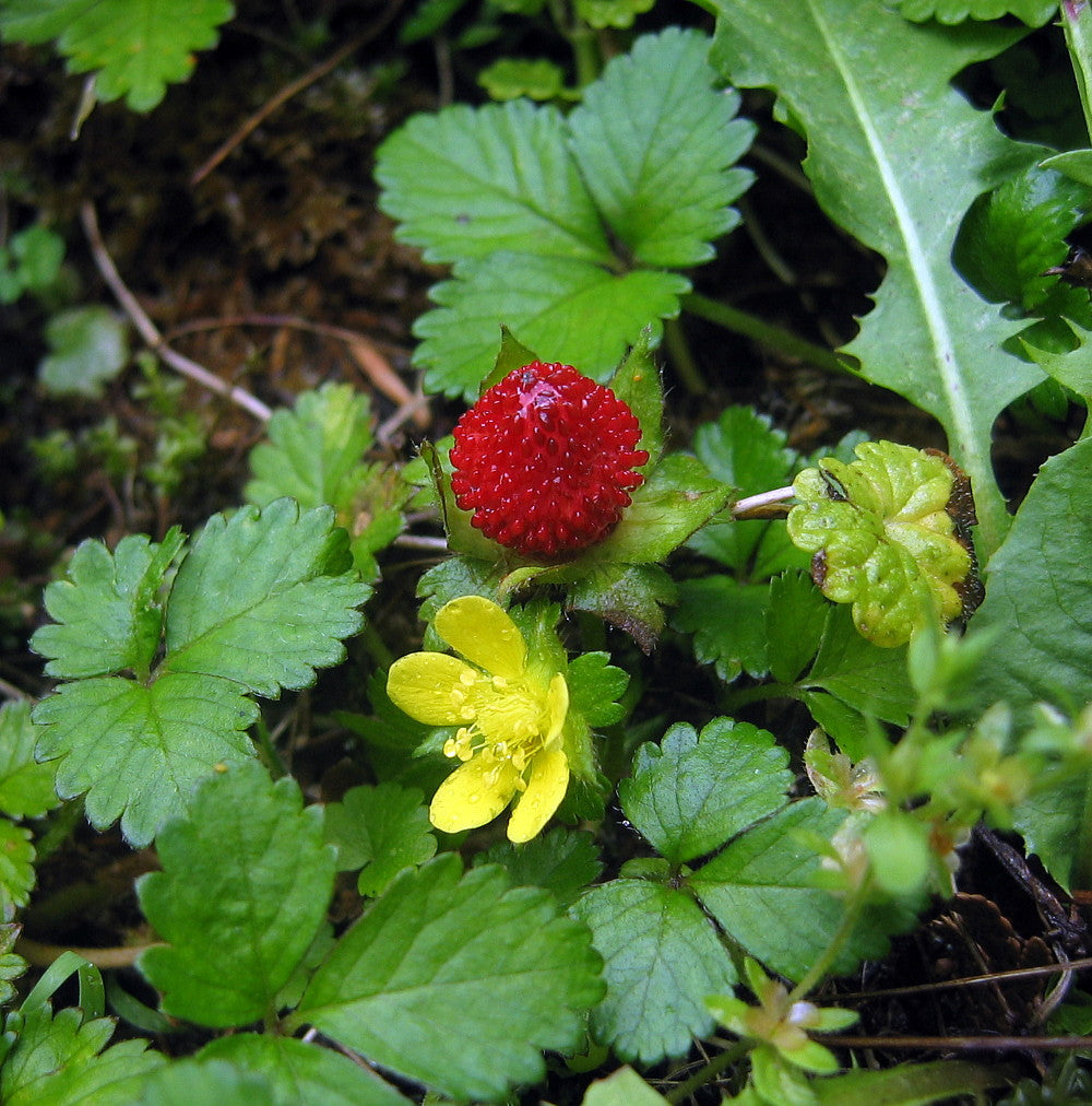 Duchesnea Indica Red Indian Strawberry Seeds