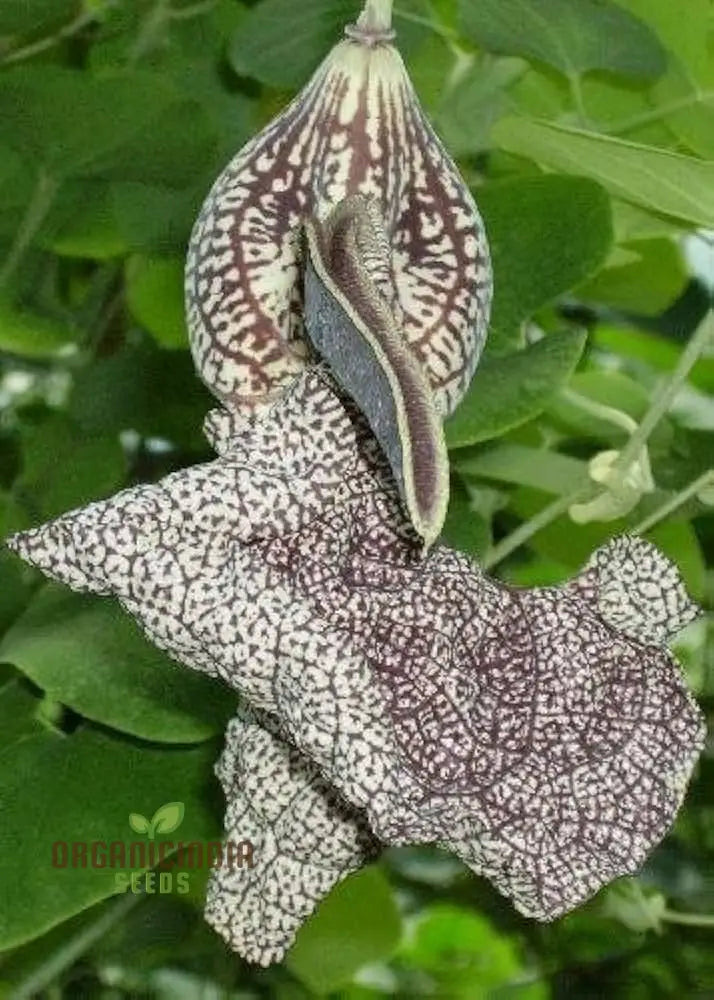 Dutchman's Pipe Vine seeds for exotic climbing plants