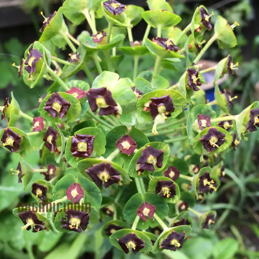 Growth stages of Euphorbia Dwarf Black Pearl plant