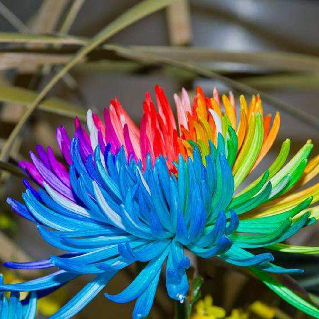 Dwarf chrysanthemum plants grown from seeds