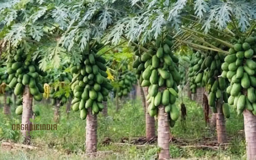 Dwarf Cylindrical Papaya â€™Kaek Dahmâ€™ Fruit Seeds For Planting Enhance Your Garden With Exotic