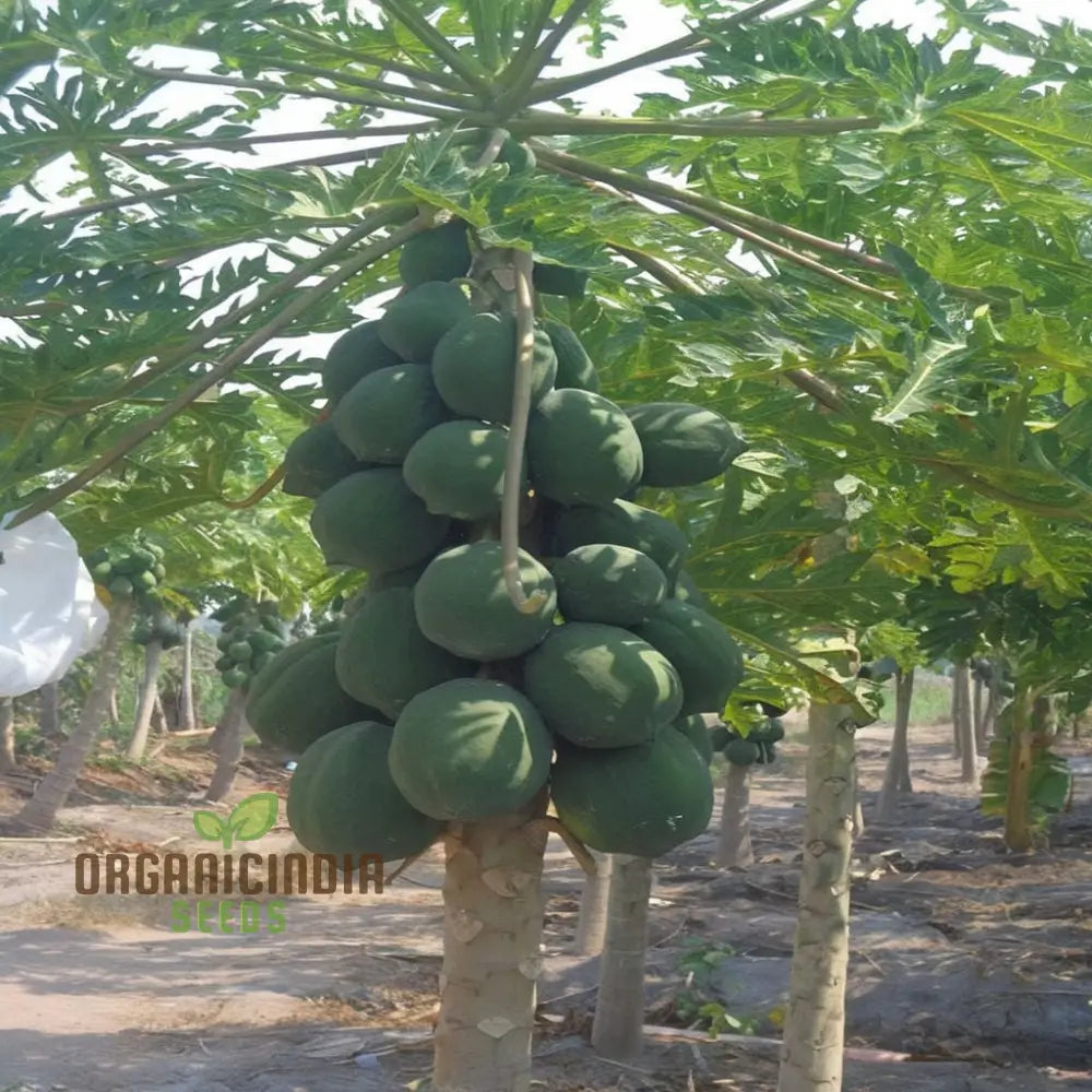 Dwarf Cylindrical Papaya â€™Kaek Dahmâ€™ Fruit Seeds For Planting Enhance Your Garden With Exotic