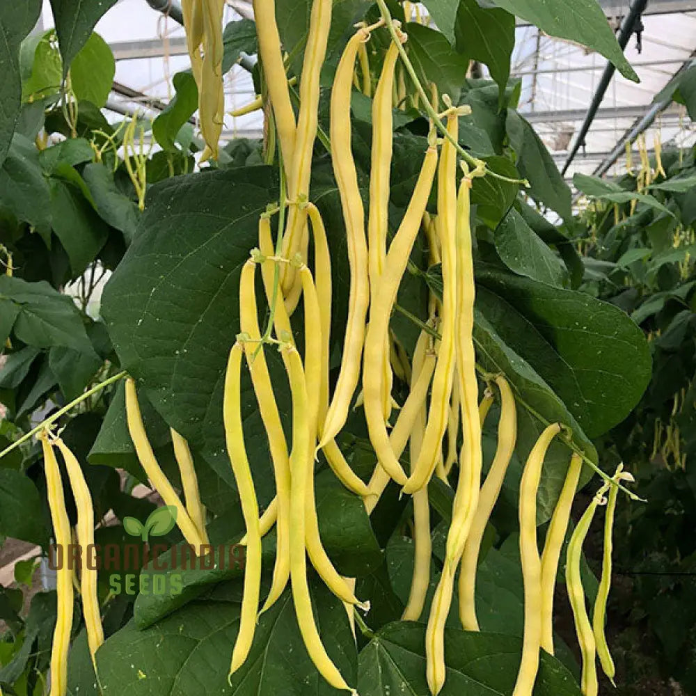 Dwarf French Bean Dior Seeds for Planting, High-Yield Vegetable Seeds