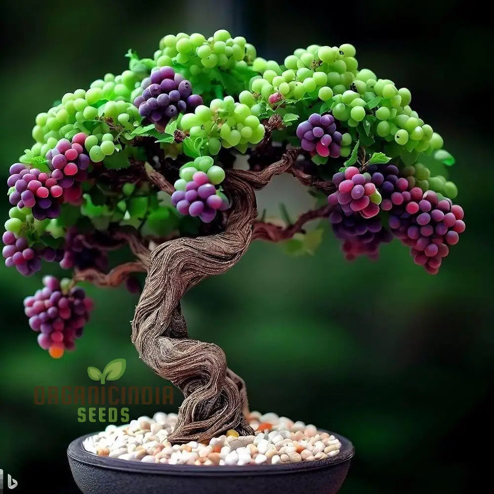 Compact Dwarf Grape Vine Growing in Containers