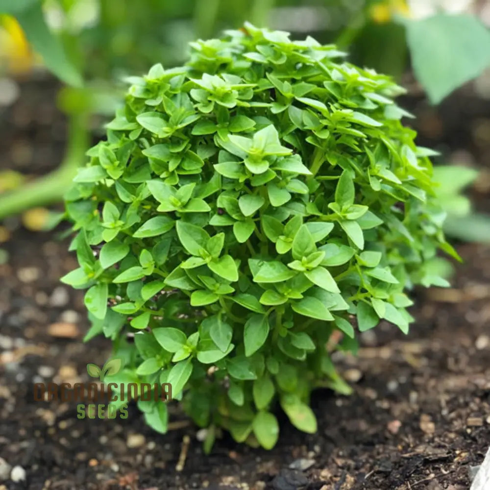 Dwarf Greek Basil Seeds for Planting Compact Aromatic Herb