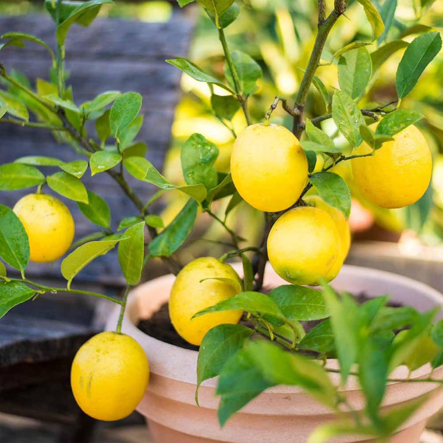Dwarf Lemon Tree Seeds for Planting Non-GMO Heirloom Variety