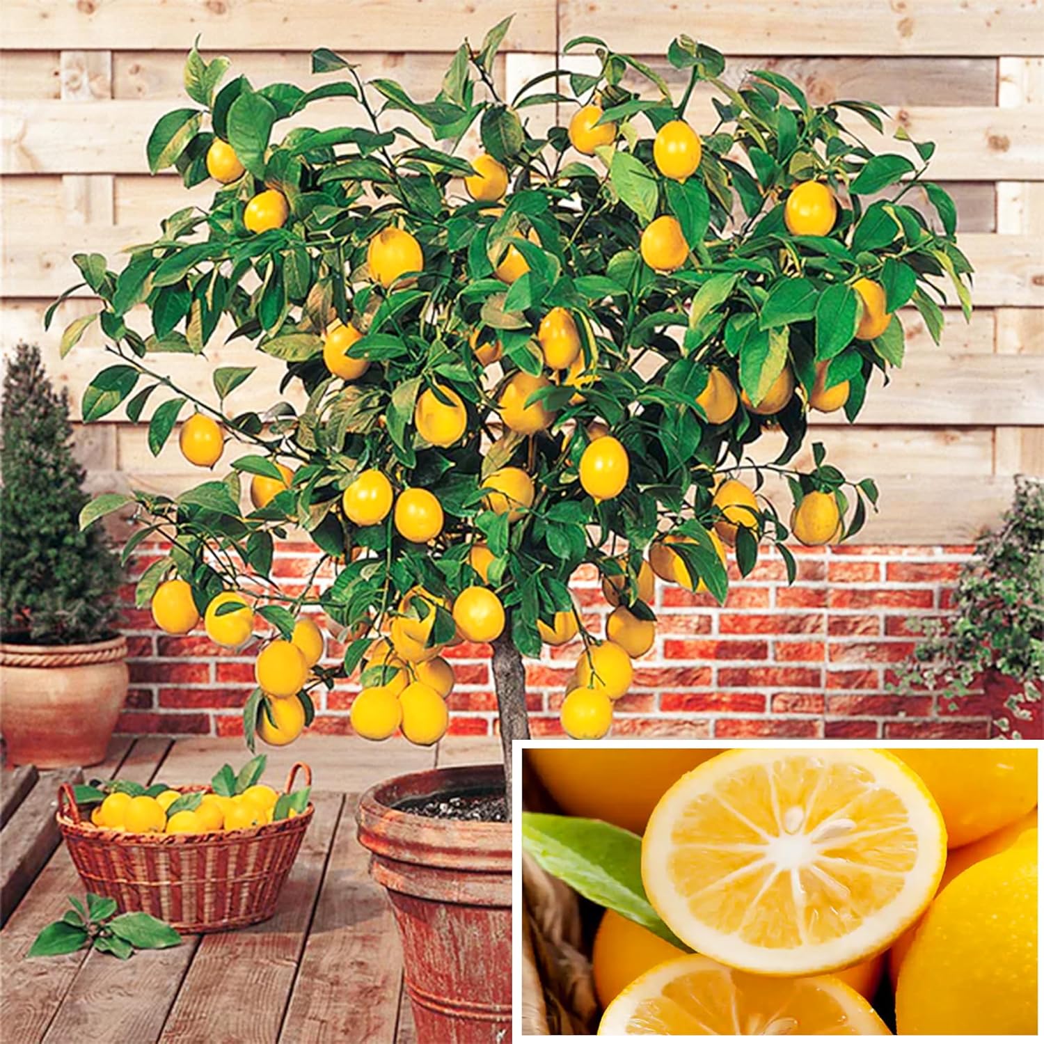 Dwarf Lemon Tree Seeds for Planting, Non-GMO Heirloom Citrus Seeds