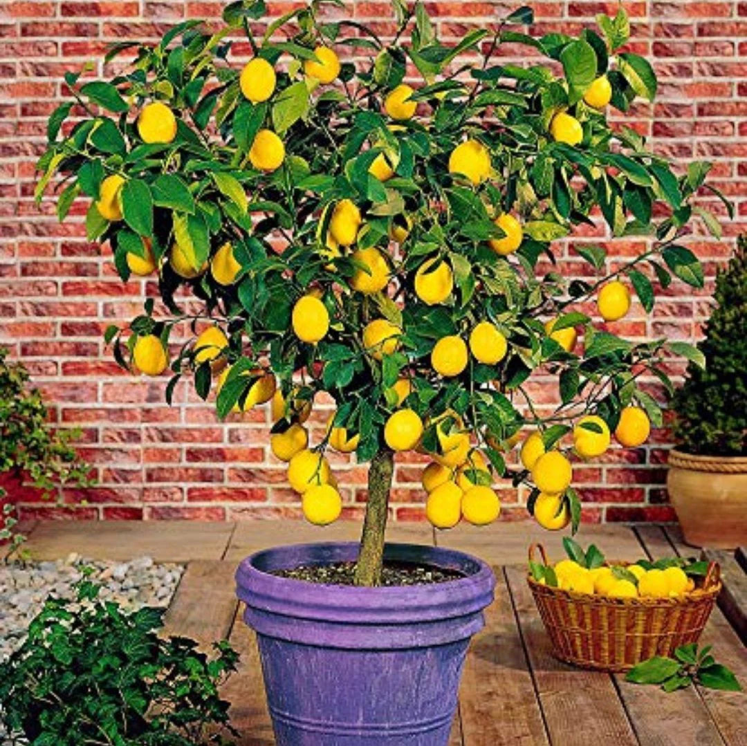 Dwarf lemon tree seeds for growing sweet, compact citrus plants