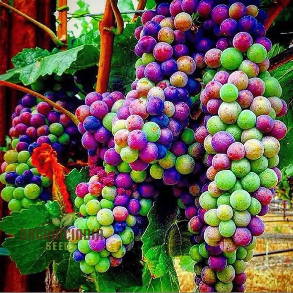 Dwarf Miniature Rainbow Grapes - Fruit Seeds For Garden Planting And Growing | Unique Varietal Home