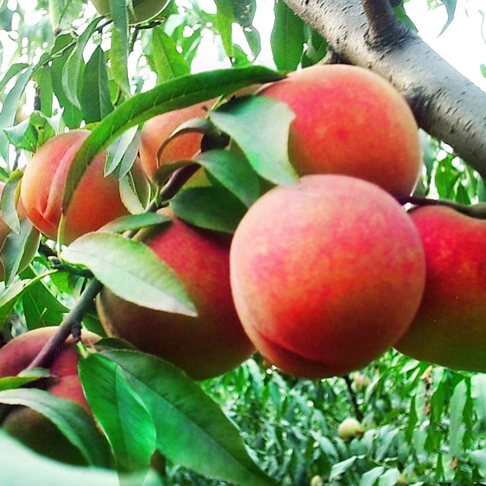 Dwarf Peach Tree seeds for planting non-GMO variety