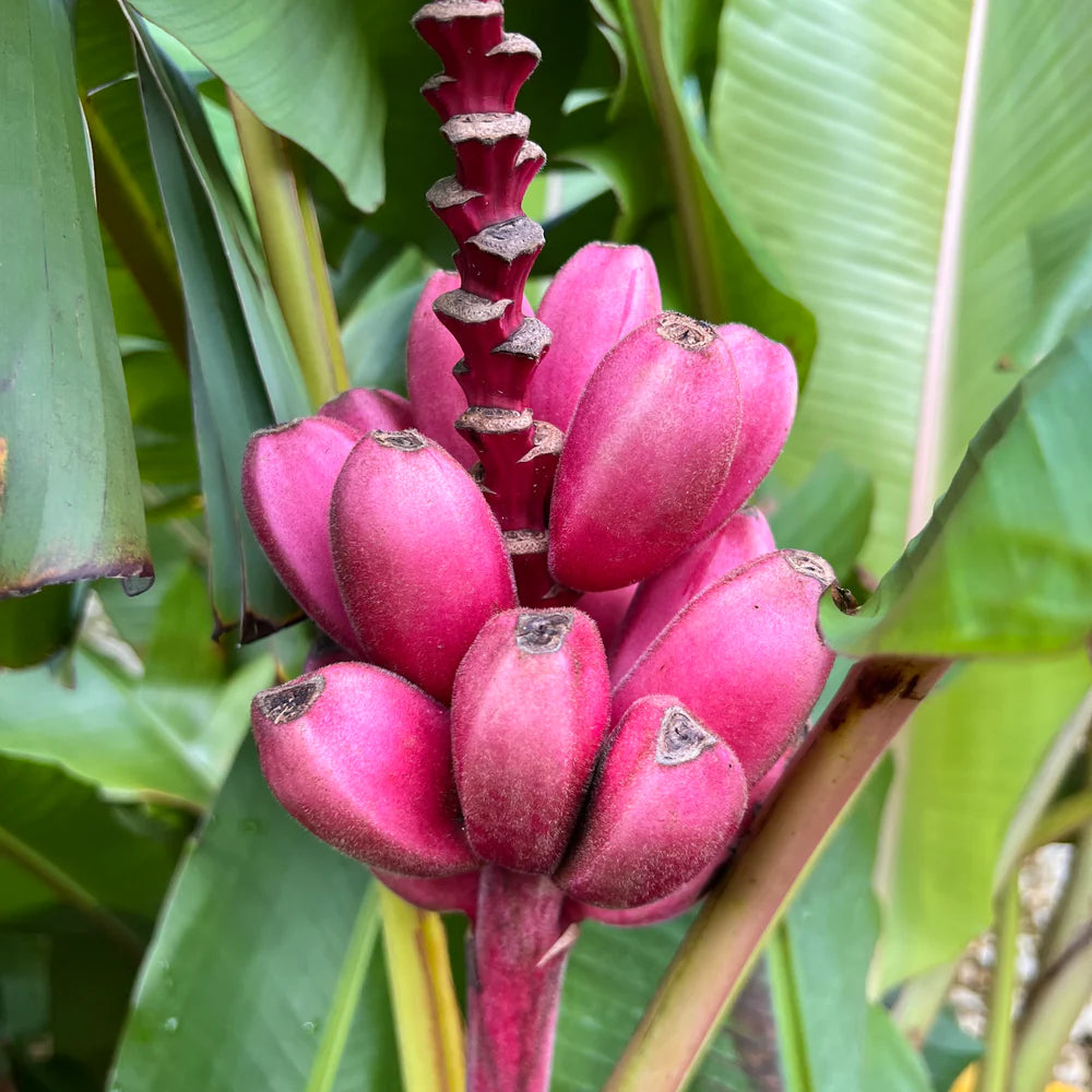 Lush Tropical Foliage of Dwarf Pink Banana Plant