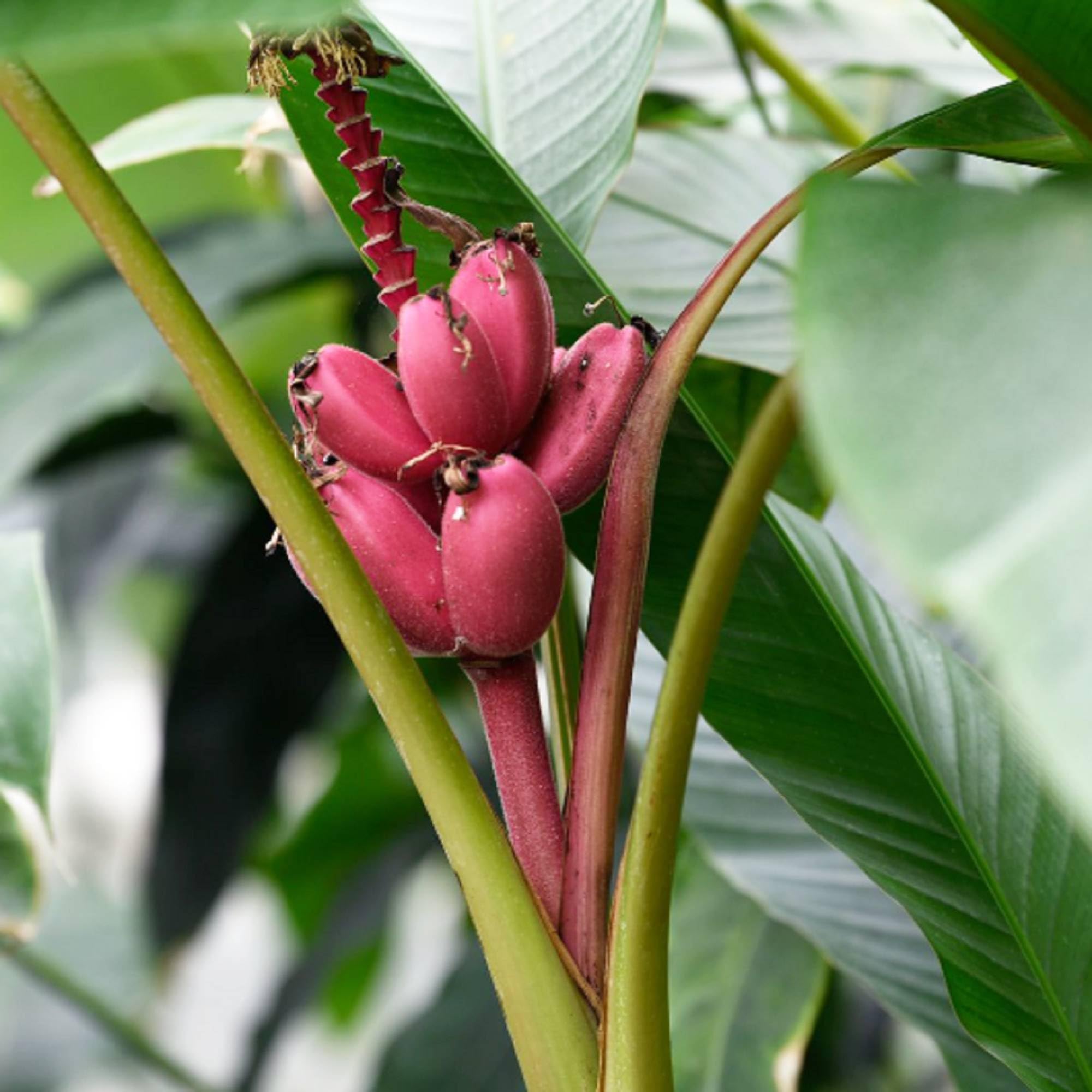 Dwarf Pink Banana Seeds Non-GMO for Planting