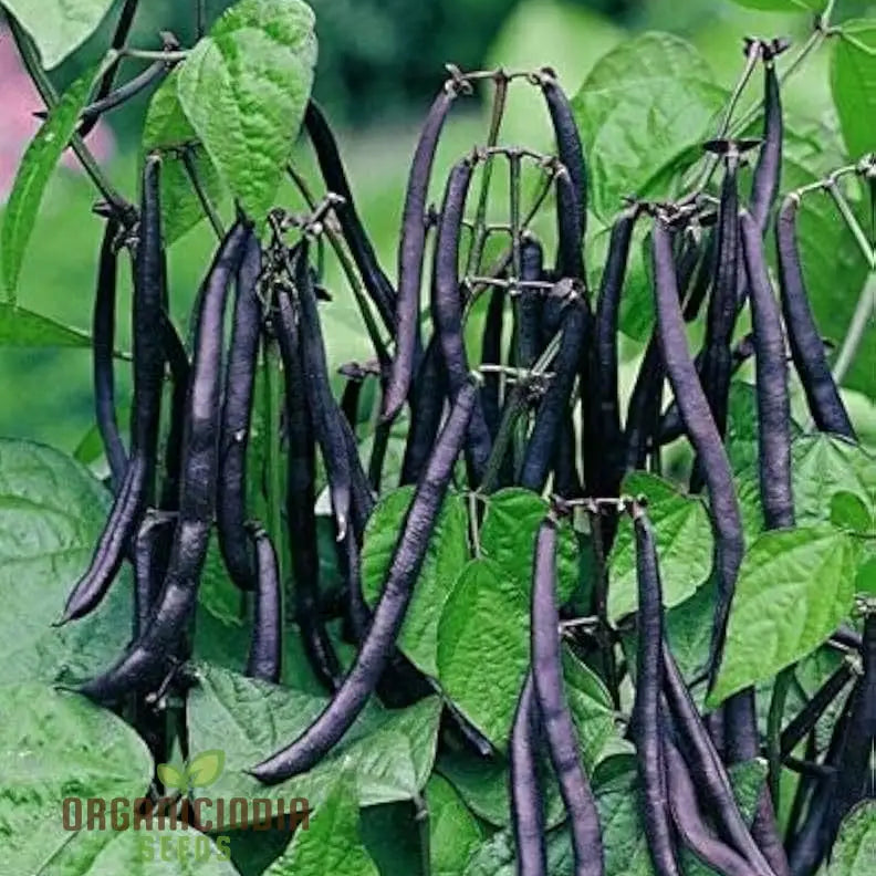 Mature Dwarf Purple Teepee French Bean Plant with Vibrant Pods