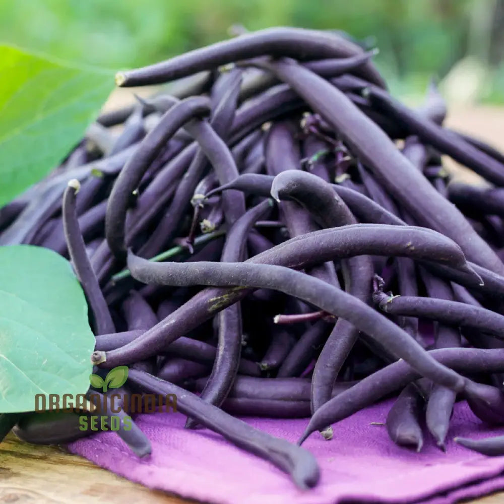 Dwarf Purple Teepee French Bean Seeds for Home Garden, Easy-to-Grow Vegetable Seeds