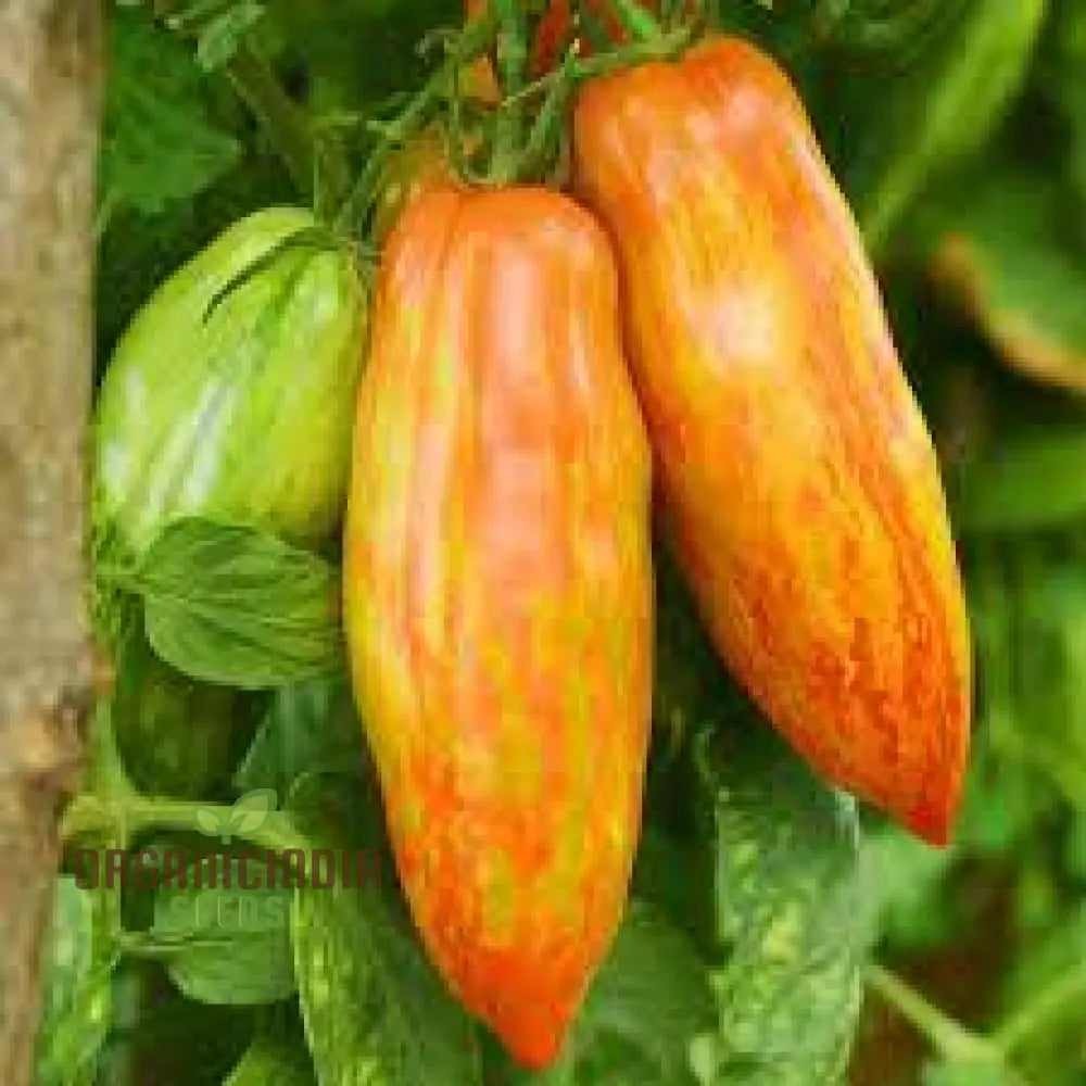 Mature Dwarf Pepper Like Stripe Tomato Plant Producing Colorful Fruits