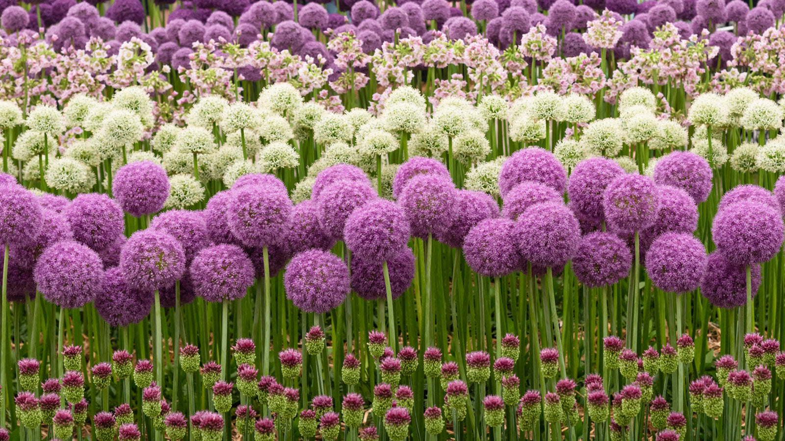 Semillas de Mezcla Allium Choice – Variedad Diversa de Flores Ornamentales para Plantar en el Jardín