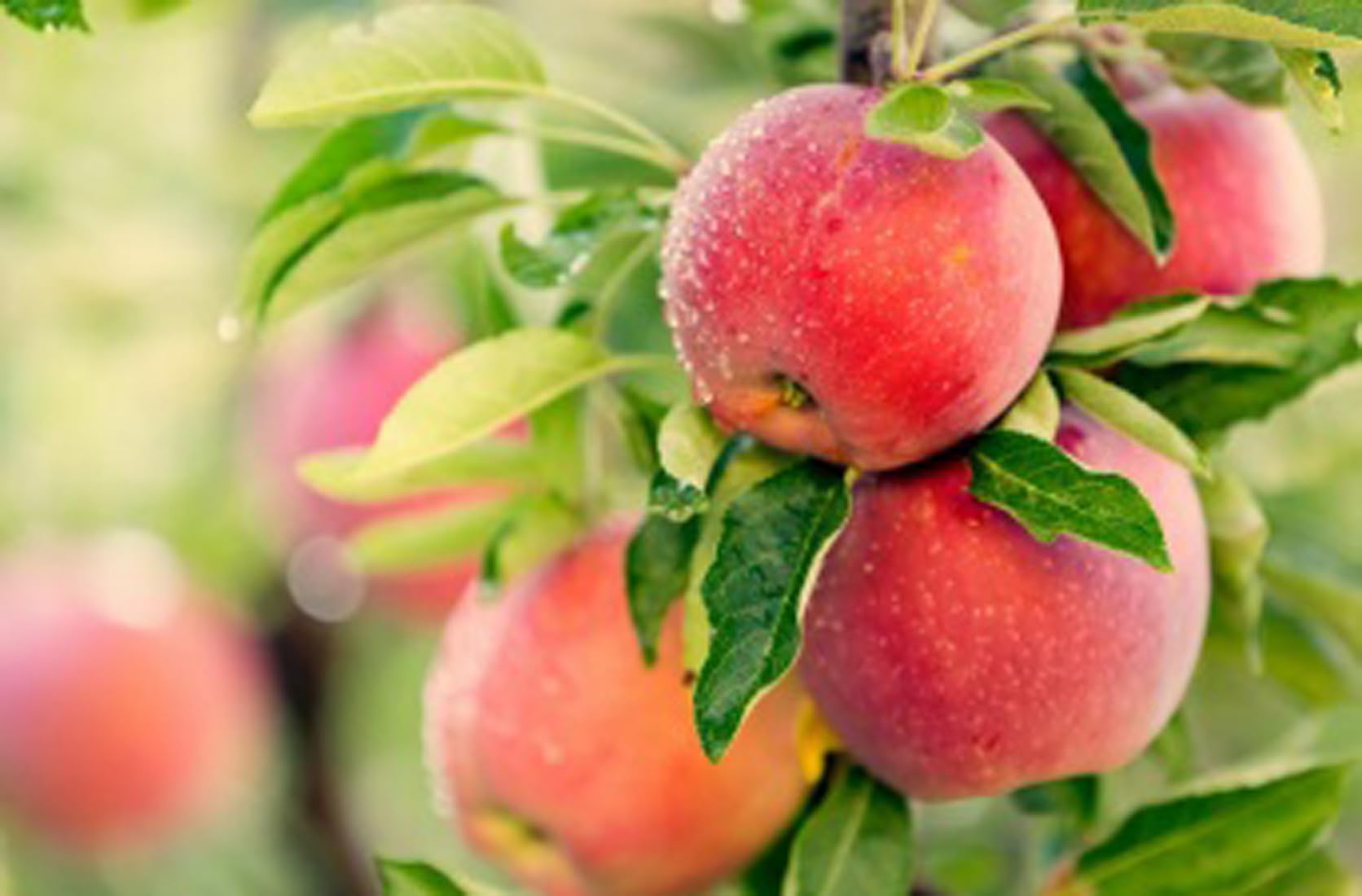 Non-GMO early apple seeds for home gardens