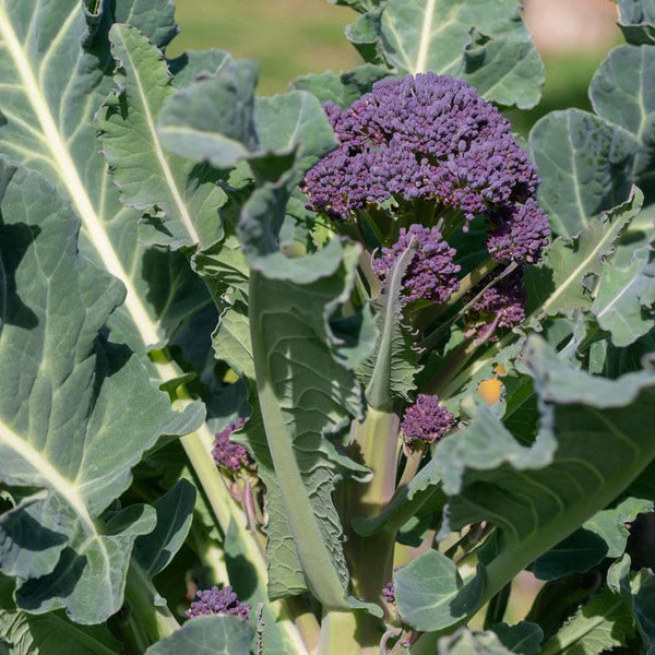 Early Purple Broccoli Seeds for Planting â€“ 100 pcs - Vegetable Seeds